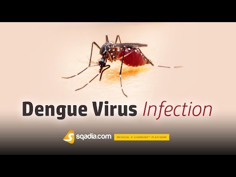 Dengue Virus Infection | Infectious Medicine Animation Video | V-Learning