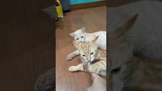 Mana suaramu 🤣 #cat #trending #cute #funny #komedi