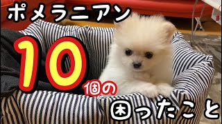 【覚悟必須】ポメラニアンを飼って困ったこと・大変なことベスト１０！