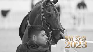 2023 Extravaganza Paso Fino horse Show World Equestrian Center Ocala FL