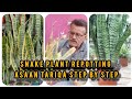 🌿 Snake Plant Repotting | Asaan Tariqa Step by Step 🌿#SnakePlant 🐍🌿 #Repotting 🌱 #PlantShifting 🪴 