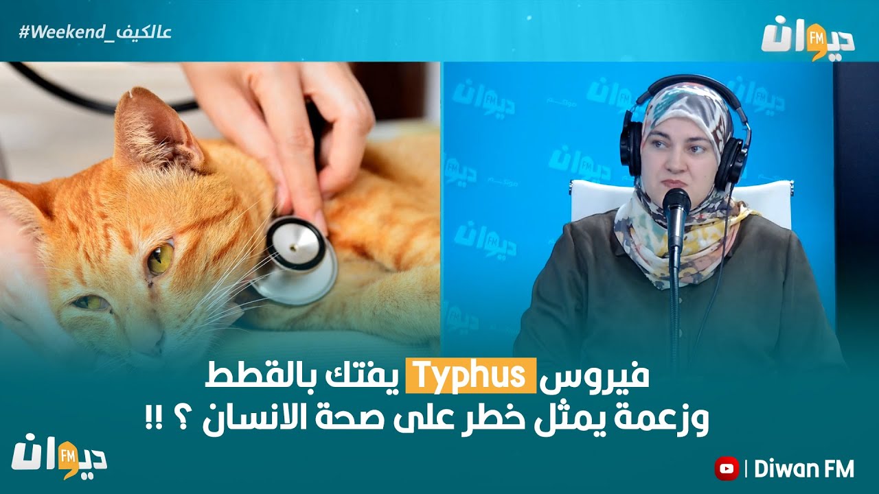 فيروس Typhus يفتك بالقطط !! وزعمة يمثل خطر على صحة الانسان ؟