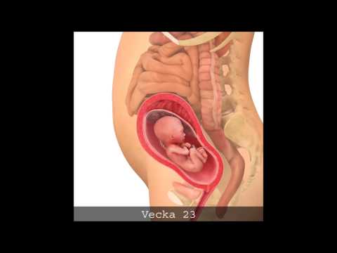 Video: Kroppen Av En Mamma Med Många Barn Efter Förlossningen - Foto