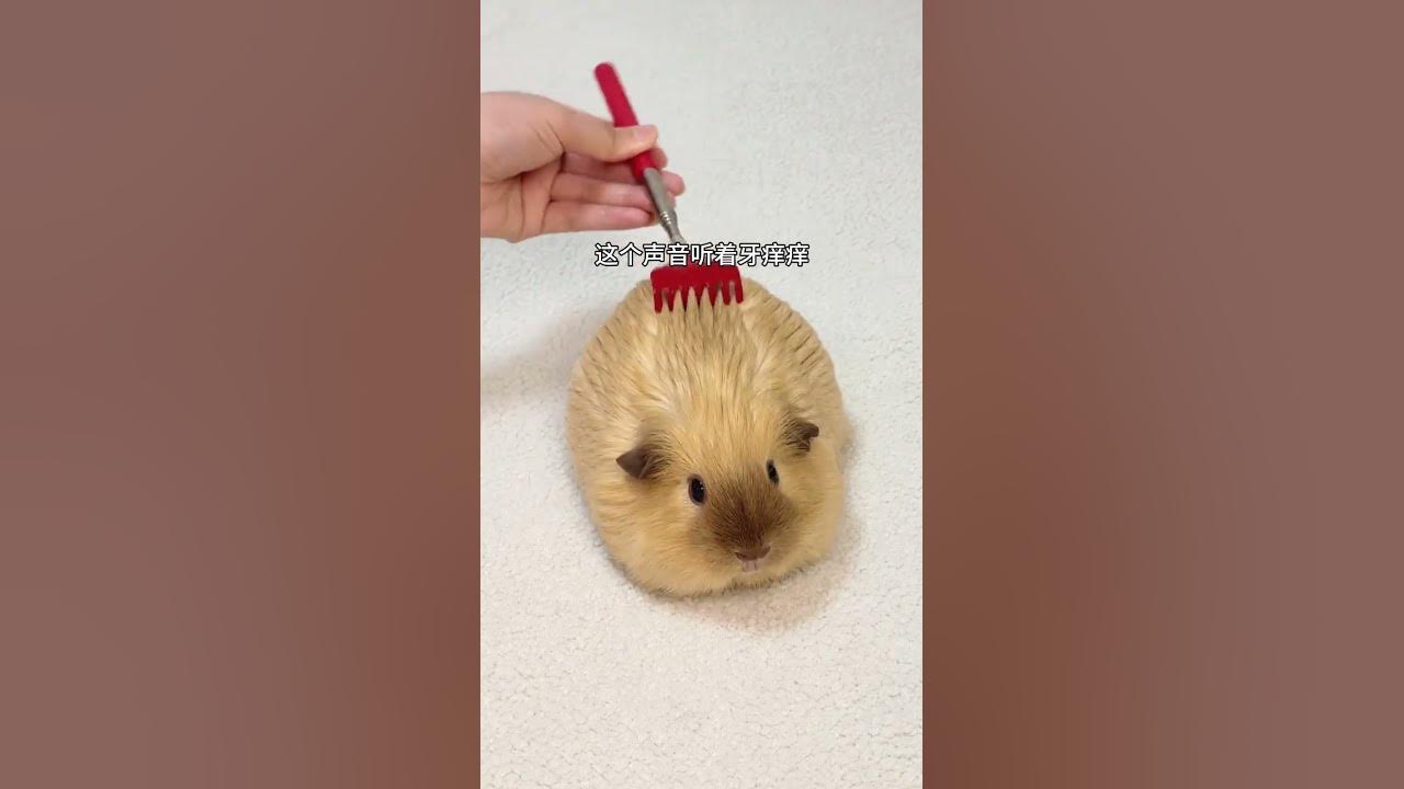 What should I do if the guinea pig keeps ringing after buying it? I really want to deduct its ba