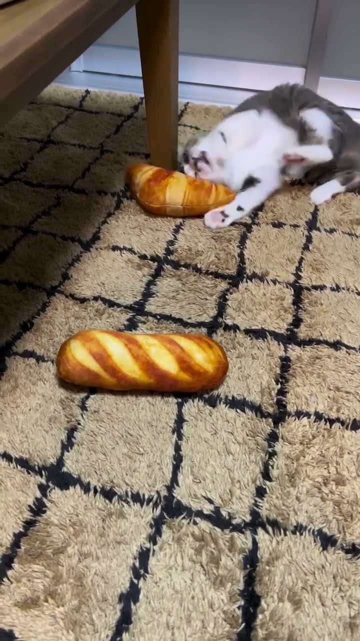 Funny  kitten ? ?