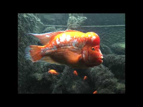 the-shedd-aquarium-in-chicago