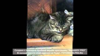 Смерть любимых животных Смерть любимых животных