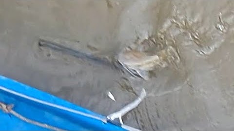 thực tế máy lạnh 60d chuyên cá da trơn(giao lưu phong 68)