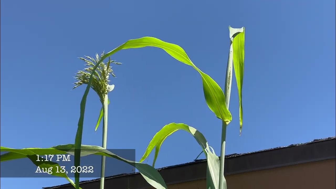 HOW TO GROW SUGAR CANE!!! (SEED TO HARVEST) YouTube