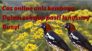 Anis kembang betina memanggil jantan || cas anis kembang betina