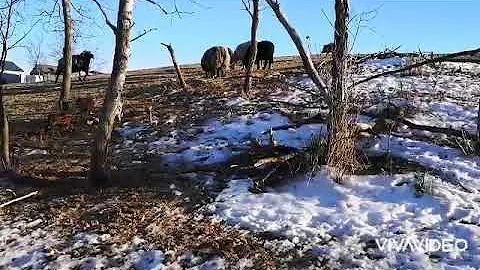 Wild boar hunting in Saskatchewan 2021