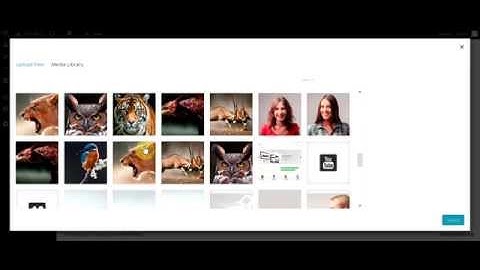 18- Cosmos WordPress theme show time!