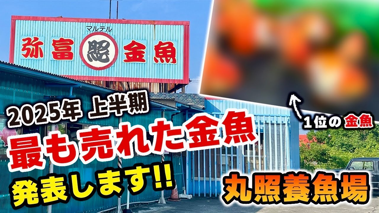 【丸照養魚場】店主さんに聞いた‼︎日本一金魚が売れるお店の上半期！1番売れた金魚は一体⁉︎そして「しまもん」がお店でオススメの金魚3選！紹介します。