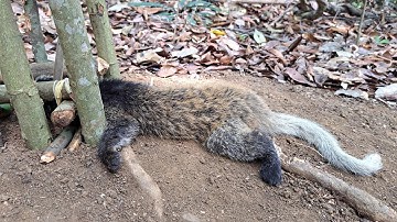 Green Wild Life: Create Amazing nest Trap In the Jungle That Are Easy to Catch