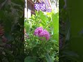 #정녕 #신성