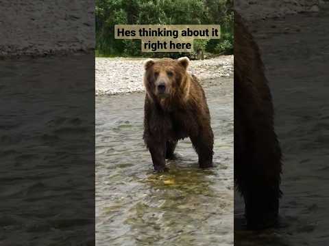 Huge Grizzly Bear Gets A Warning ⚠️ #alaska #grizzlies