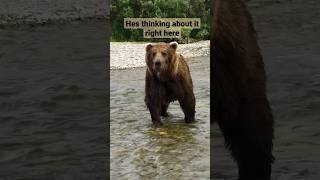 Huge Grizzly Bear Gets A Warning ⚠ #alaska #grizzlies