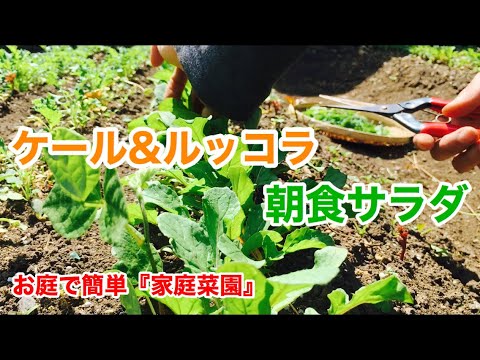 ケール ルッコラの間引きサラダ お庭で簡単な家庭菜園 Youtube