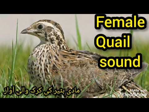 Females common quail sound in hunting by kathia plus tv