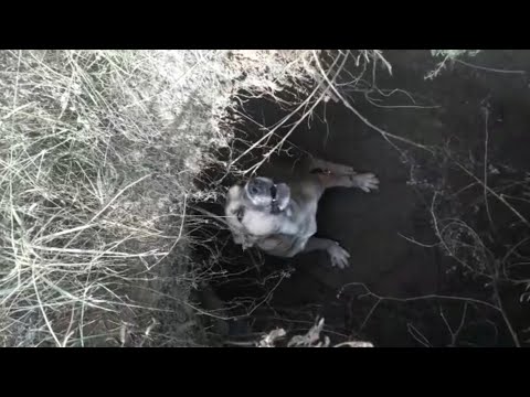 მწყემსებმა იპოვეს აფინა ✌️