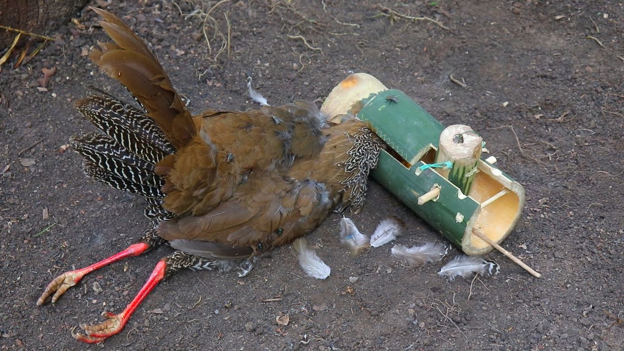 create bamboo trap for catching pheasant in the forest working very ...