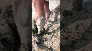 Download Lagu Amazing Deep Mud Fishing by Hand | Traditional Fishing Techniques #handfish #fishing #nature #fish MP3