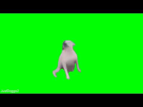 Dance Till Your Dead Dog Green Screen