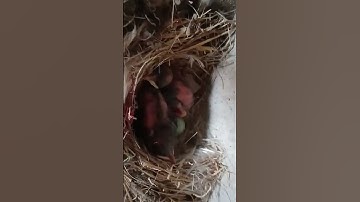 #baby birds || growing stage ||