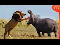 LEÃO vs HIPOPÓTAMO: QUEM VENCE ESSA LUTA? Lion vs Hippo Fight