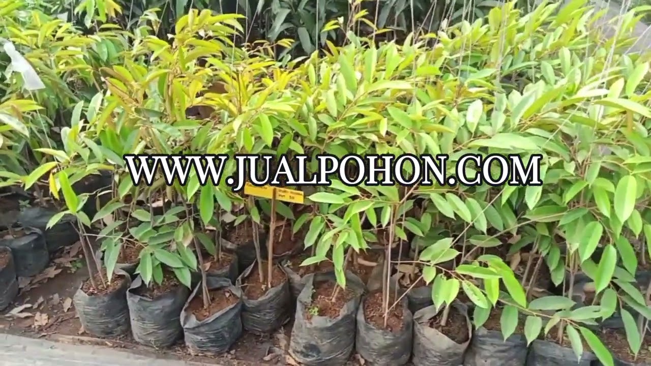 Mulai Menanam Bibit Durian Duri Hitam Unggulan, Panen Buah Melimpah!
