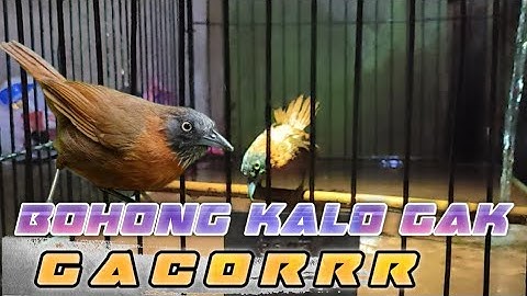 TERAPI MANDI MALAM BURUNG TEPUS KEPALA ABU JADI GACOR DAN JINAK