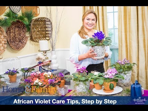 AFRICAN VIOLET PLANT CARE TIPS, STEP BY STEP/ SHIRLEY BOVSHOW