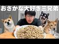 【また来たw】さかなの匂いに釣られた犬たち