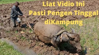 Bajak Sawah Jaman Dulu || Back To Traditional