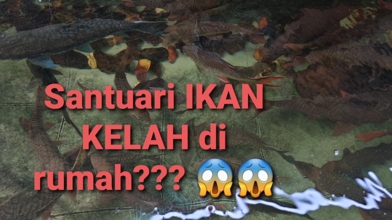 Mahseer Fish Sanctuary | Santuari Ikan Kelah di Rumah???