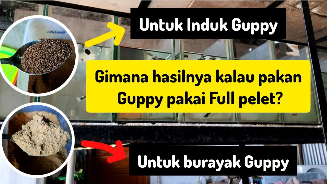 PALING SIMPEL !! RAWAT IKAN GUPPY PAKAI PAKAN PELET