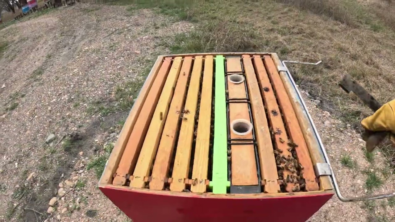 Hive 13: First Inspection of 2026