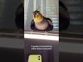 The Most Sinister Looking Cockatiel #bird #cockatiel #parrot #yumyumthetiel