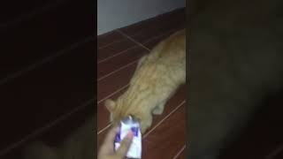 Nutri-Plus Gel For My Cat.