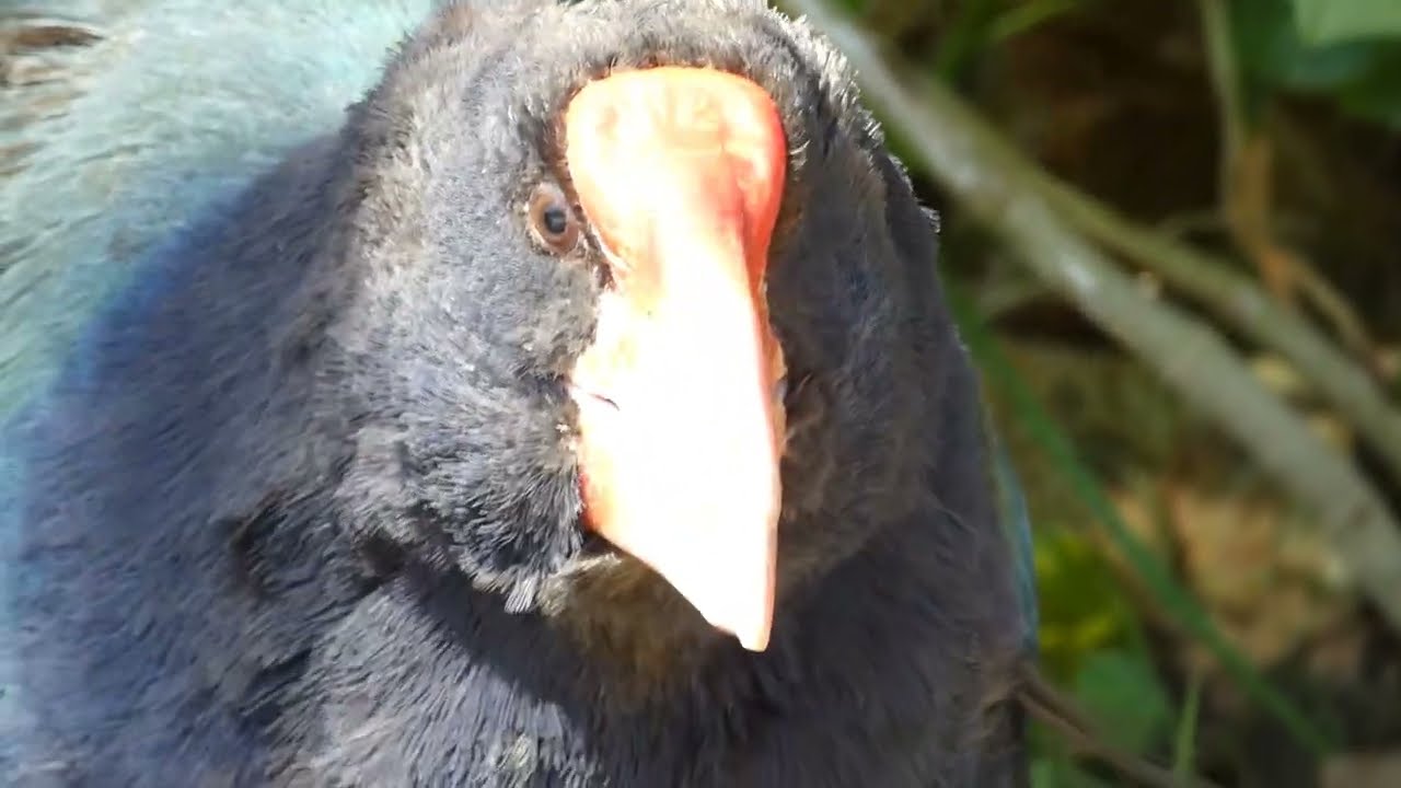 Birds of Zealandia sanctuary, New Zealand.