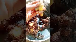 Jeemi Kanda Short Viral Cg Desi Kitchen