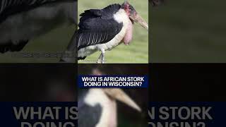 What is African stork doing in Wisconsin?