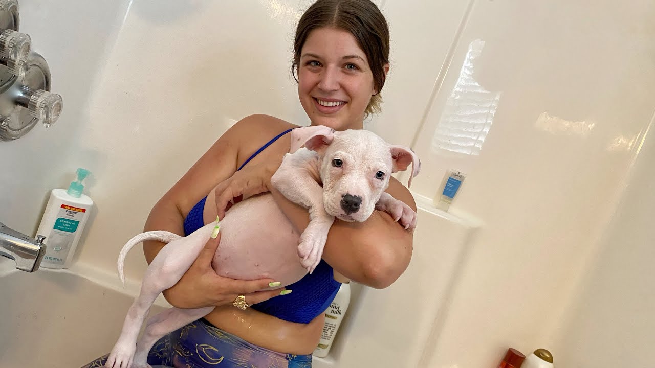 heilig fundament Empirisch ZaZa my 10 week old PITBULL PUPPY GETS A BATH! - YouTube