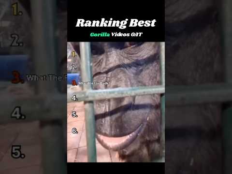 The TOP 5 GORILLA Videos That Will Change OAT Forever