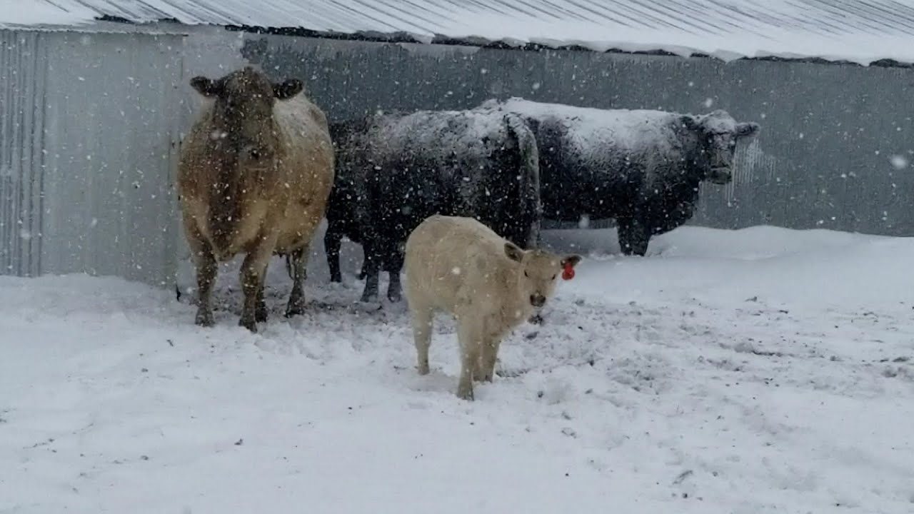 Montana ranchers scramble to save young livestock in spring snow storm ...