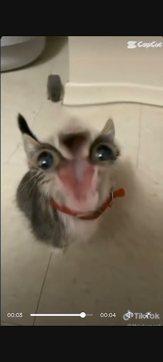 kucing kepala gepeng
