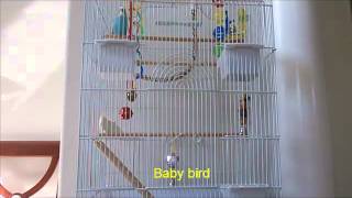 Tango The Parakeet Talking Bird Needs His Lawyer