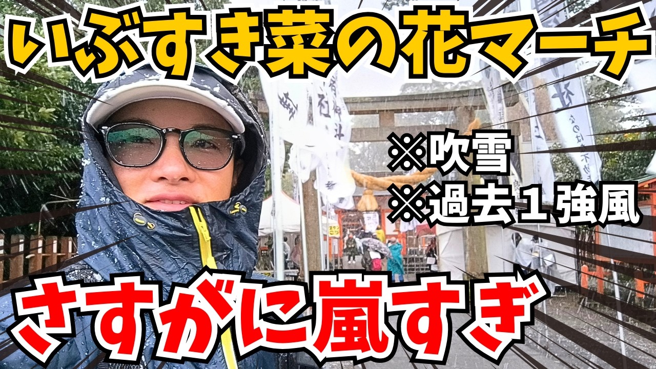 【ハンパない‼️】いぶすき菜の花マーチ2日目が嵐過ぎた【2026・鹿児島県指宿市】