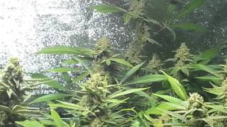 T.G.A.'s Chernobyl....  end of week 8 harvest time after 48 hours of darkness..