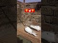 Breeder pairPunjabi Malawi Kabooter Pair #pigeon #birds #petshorts